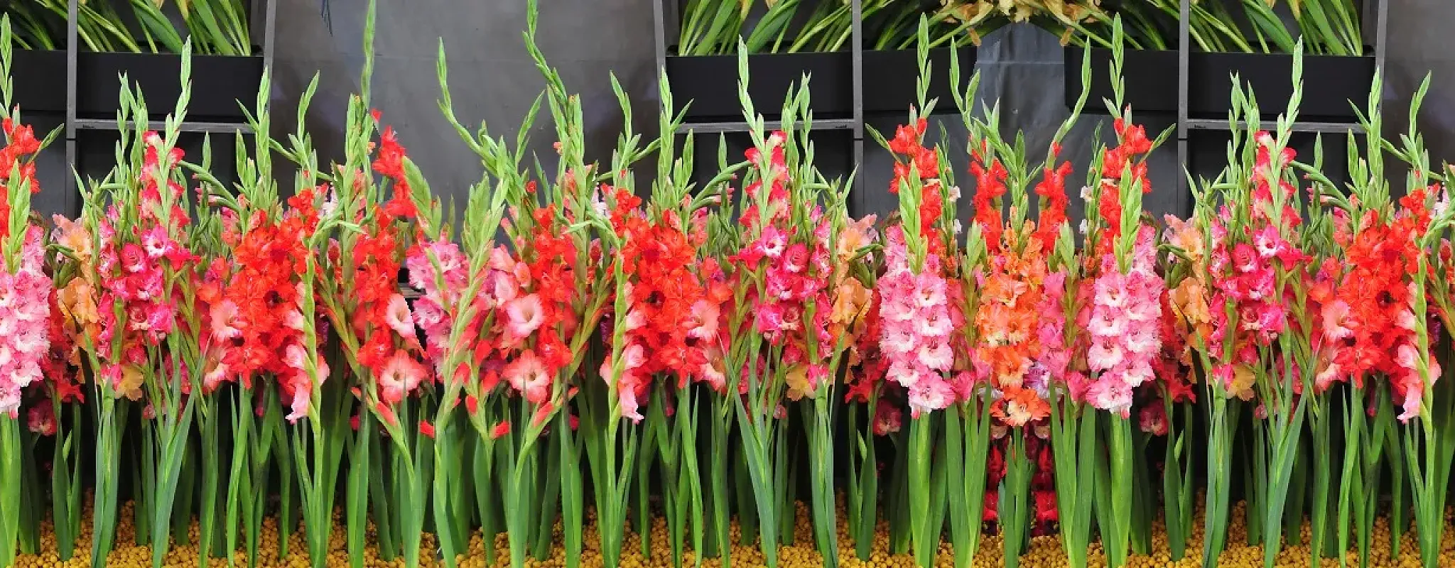 Bunte Gladiolen auf der Bundesgartenschau, lebendig und farbenfroh.