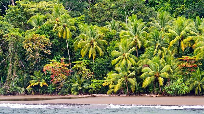 Üppiger tropischer Strand mit Palmen in Puntarenas, Costa Rica.