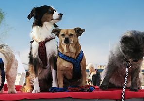 Frühlingszauber in Holland mit Hund Frühlingszauber in Holland mit Hund