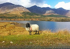 Irland intensiv erleben 2024