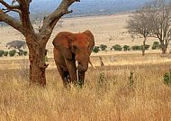 Kenia, Safari in Tsavo