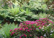 Trebah Garden