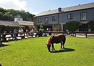 Healey's Cider Farm