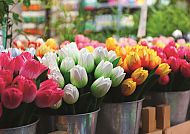Amsterdam, Blumenmarkt