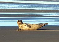 Nordsee, Seehund
