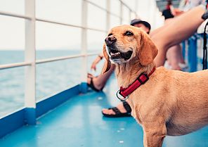 Wunderschöne Boddenlandschaft mit Hund 2024