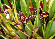 Orchideenwelt