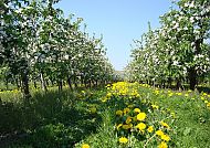 Apfelblüte