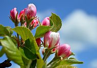 Apfelblüte