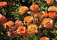Duftende Rosen