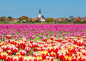 Ijsselmeer & Tulpenblüte Holland