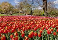 Ausflugstipp: Keukenhof