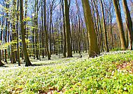 Wald bei Putbus