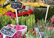 Tulpenmarkt