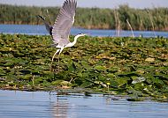 Donaudelta, Reiher