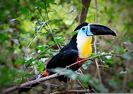 Brasiliens Tierwelt