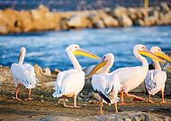 Walvis Bay