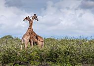 Tierwelt Afrikas