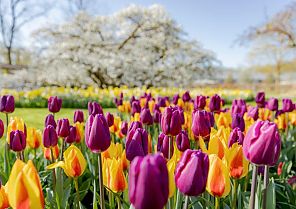 Blütenzauber im Keukenhof 2026