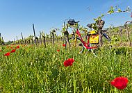 Rad an Weinreben