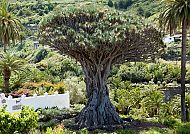 Kanarische Drachenbaum