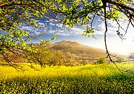 La Palma - Relinchon