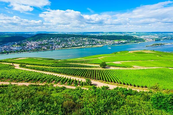Rüdesheim Weinberge