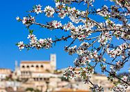 Mandelblüte auf Mallorca
