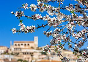 Mallorca - Zur Mandelblüte auf die Sonneninsel