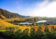 Goldener Herbst an der Mosel