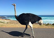 Südafrika Fauna