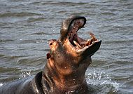 Südafrika Fauna