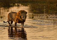 Südafrika Fauna