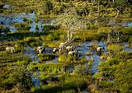 Okavango Delta