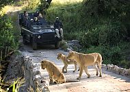 Südafrika Safari