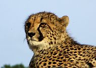 Südafrika Fauna
