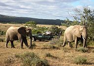 Südafrika Safari