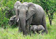 Südafrika Fauna
