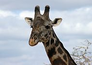 Südafrika Fauna