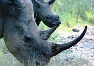 Südafrika Fauna