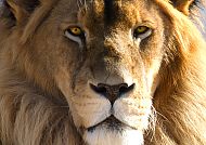 Südafrika Fauna