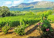Südafrika Weinanbau