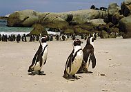 Südafrika Fauna