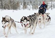 Husky-Safari