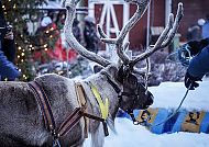 Rentiere in Jokkmokk