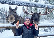 Rentiere in Jokkmokk