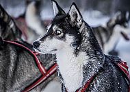 Husky am Polarkreis