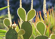Jardin Exotique d´ Eze