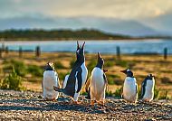 Fünf Pinguine am Strand bei Sonnenuntergang, fröhliche Stimmung.