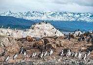 Seelöwen und Vögel auf Felsen vor schneebedeckten Bergen.